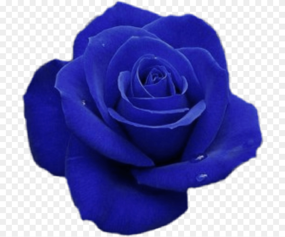 Blue Bluerose Rose Flower Blueflower Astethic, Plant Free Png Download