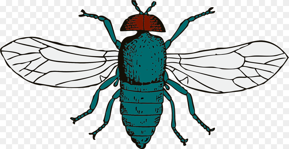 Blue Bottle Fly Clipart, Animal, Bee, Insect, Invertebrate Png