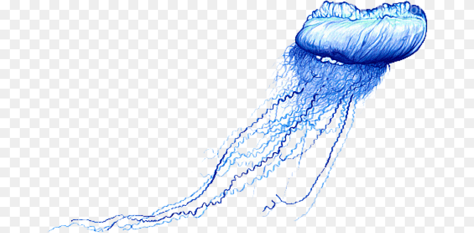 Blue Bottle Jellyfish Images Blue Bottle Jellyfish Drawing, Animal, Invertebrate, Sea Life Free Png