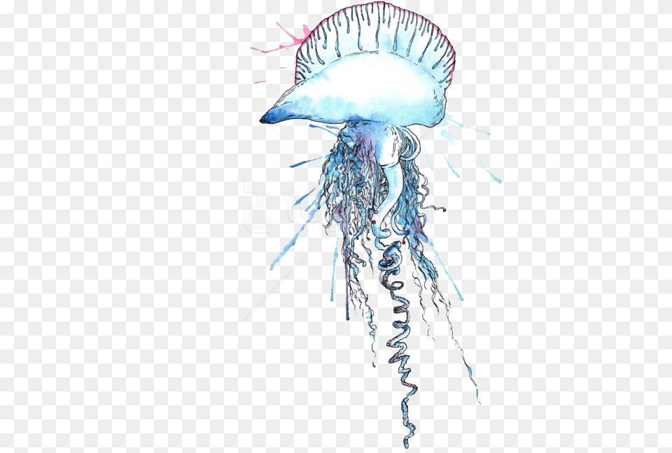 Blue Bottle Jellyfish Images Portuguese Man Of War Clipart, Animal, Sea Life, Invertebrate, Person Free Png Download