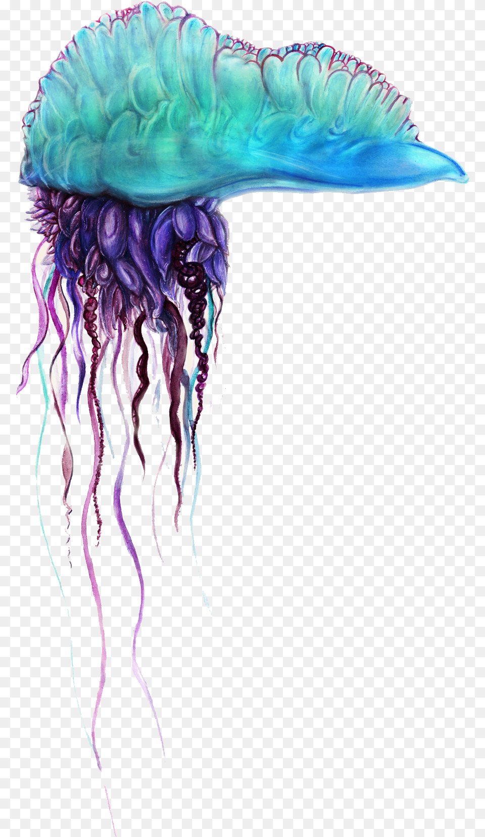 Blue Bottle Jellyfish Pics Blue Bottle Jellyfish, Animal, Sea Life, Invertebrate, Person Free Png