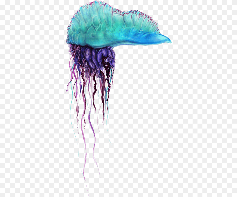 Blue Bottle Jellyfish Pics Images Clipart Portuguese Man O War, Animal, Sea Life, Invertebrate, Person Free Png