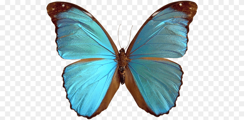 Blue Brown Butterfly, Animal, Insect, Invertebrate Png Image