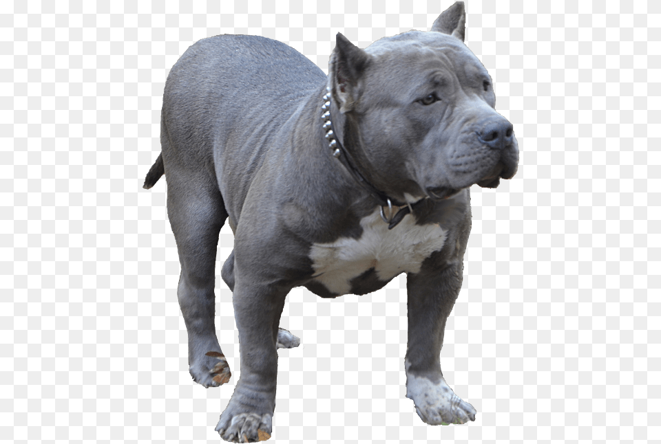 Blue Bully Pitbull American Bully Dog, Animal, Bulldog, Canine, Mammal Png