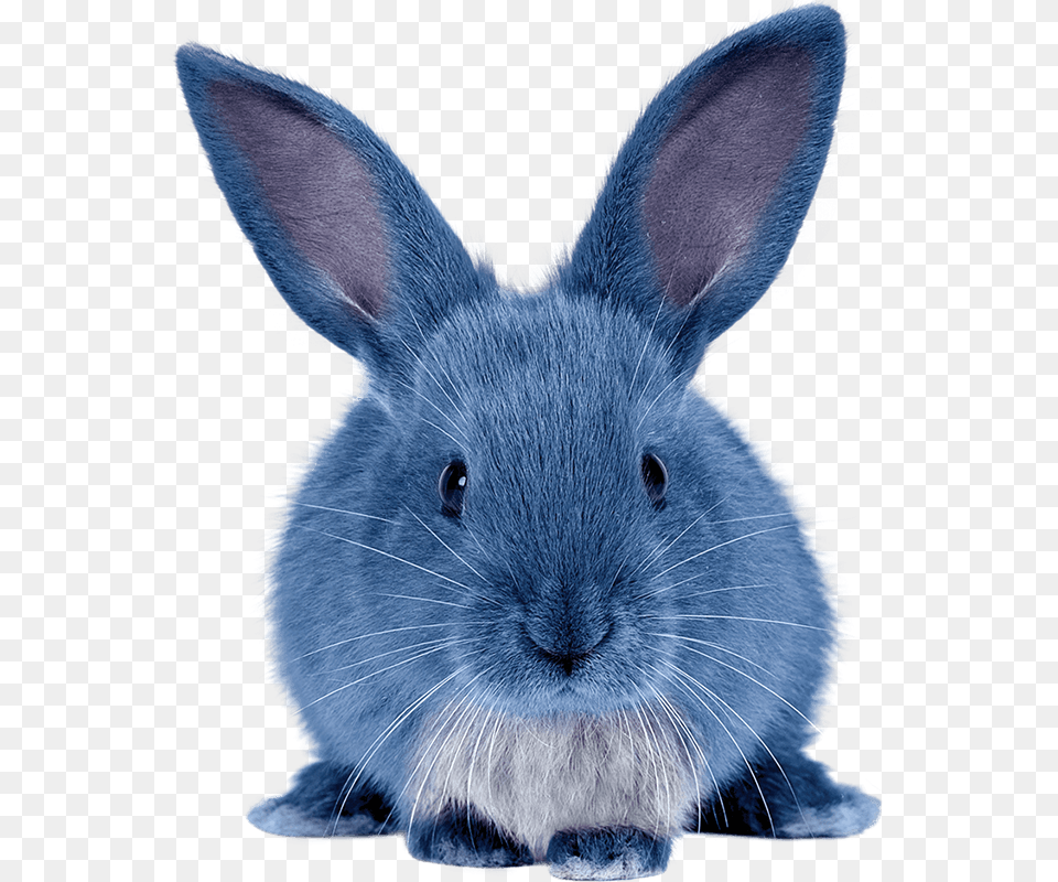 Blue Bunny, Animal, Mammal, Rabbit, Rat Free Png Download