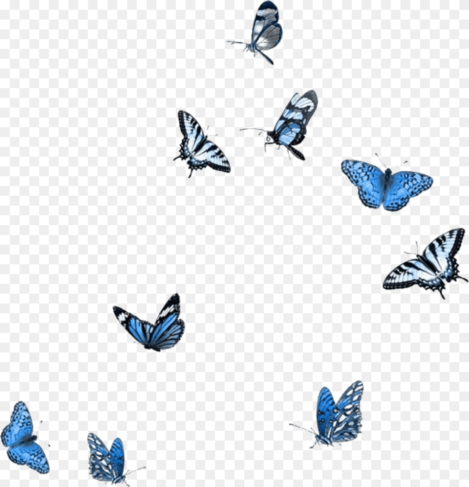 Blue Butterflies, Animal, Insect, Invertebrate, Butterfly Png