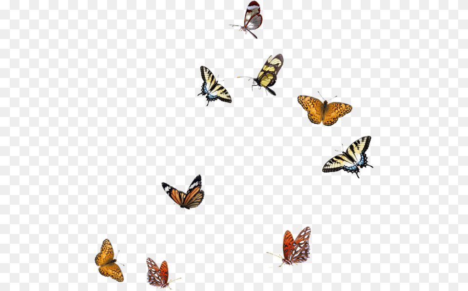 Blue Butterflies Flying, Animal, Bird, Butterfly, Insect Free Png