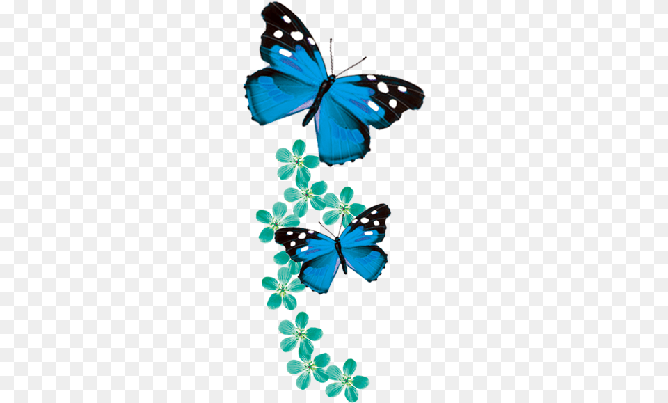 Blue Butterflies No Background, Animal, Butterfly, Insect, Invertebrate Free Png Download