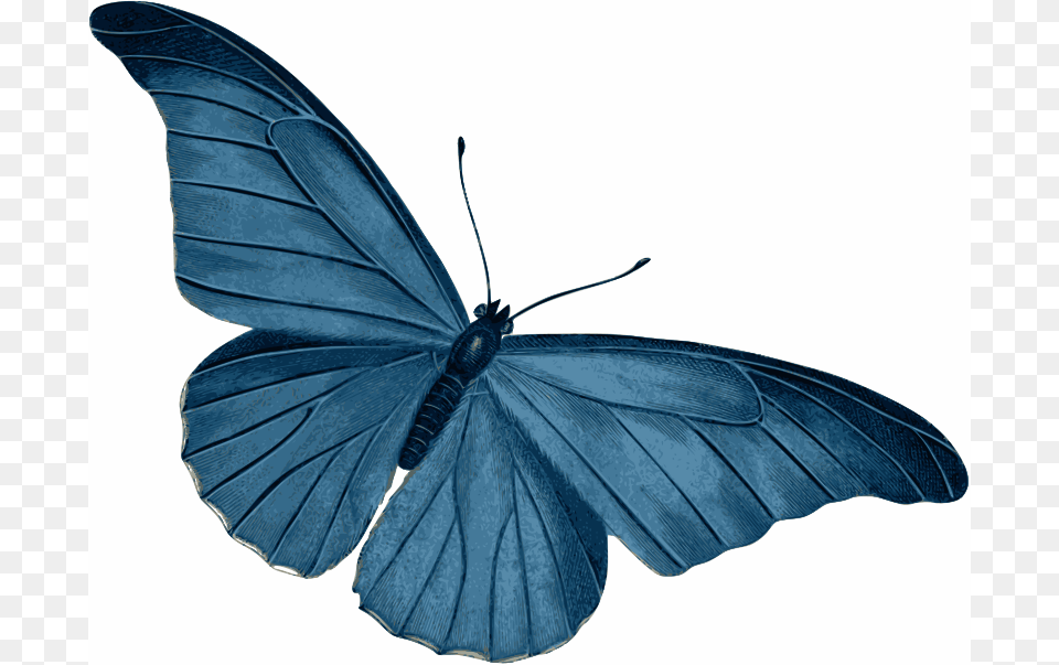 Blue Butterfly, Animal, Insect, Invertebrate Png Image