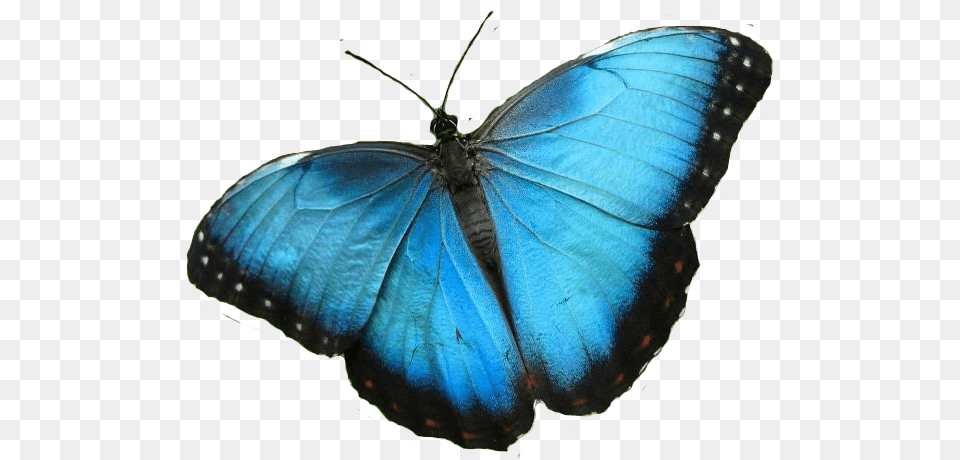 Blue Butterfly, Animal, Insect, Invertebrate Free Transparent Png
