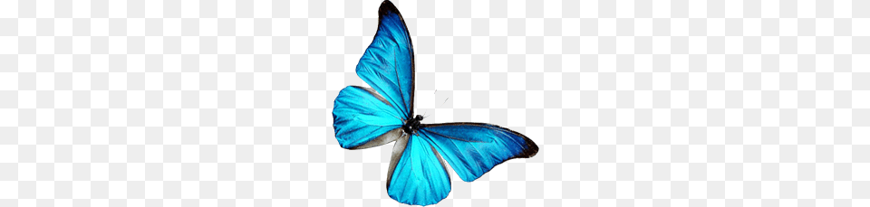 Blue Butterfly, Animal, Insect, Invertebrate, Person Png