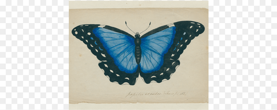 Blue Butterfly, Animal, Insect, Invertebrate Png