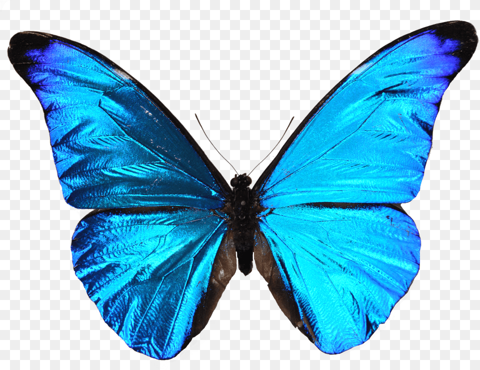 Blue Butterfly Background, Animal, Insect, Invertebrate, Person Free Png Download