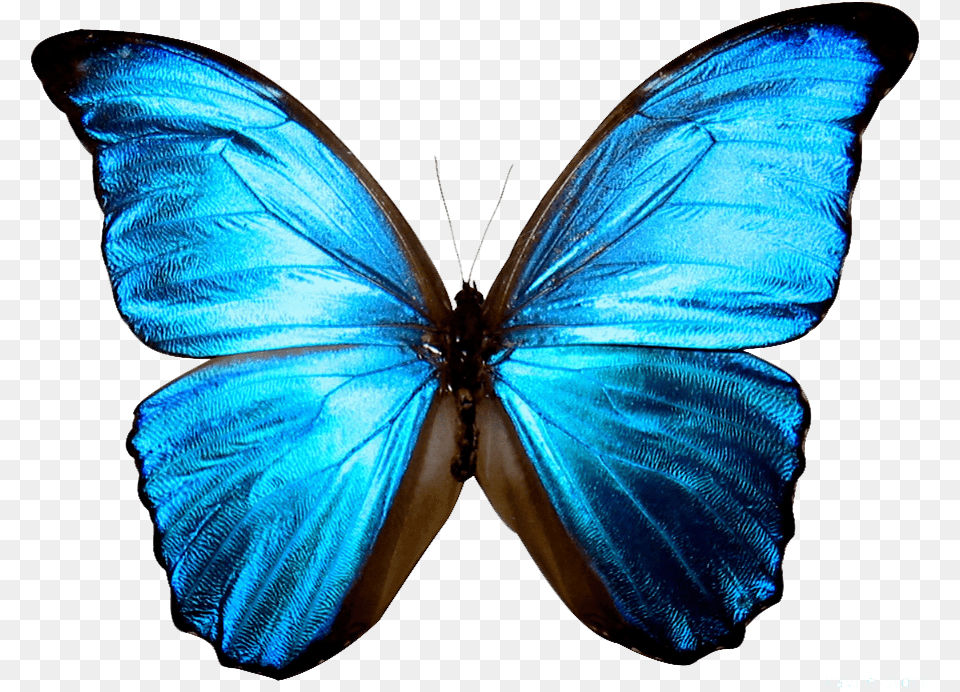 Blue Butterfly Background, Animal, Insect, Invertebrate Free Png