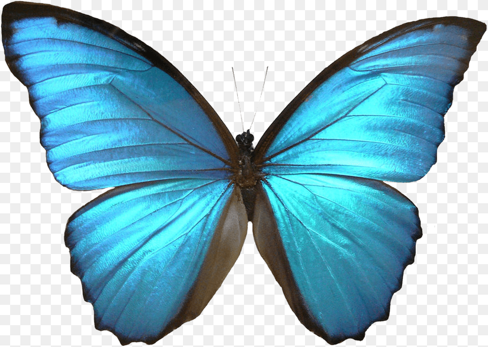 Blue Butterfly Blue Morpho Butterfly Clip Art, Animal, Insect, Invertebrate, Plant Png