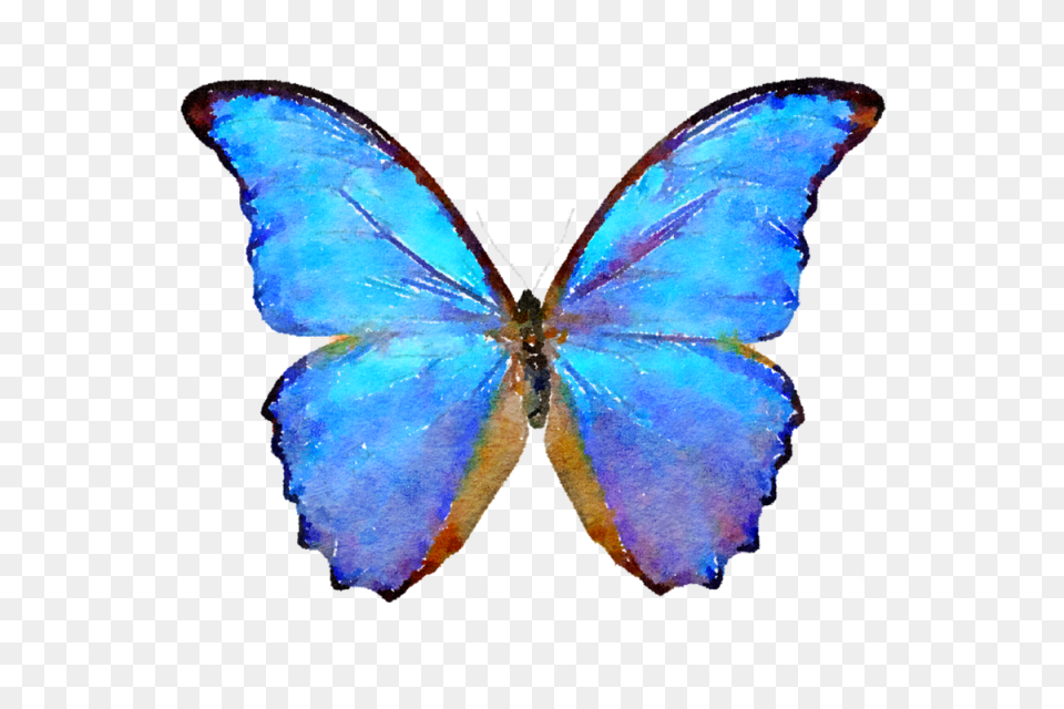 Blue Butterfly Butterfly Clipart Butterfly, Animal, Insect, Invertebrate Png