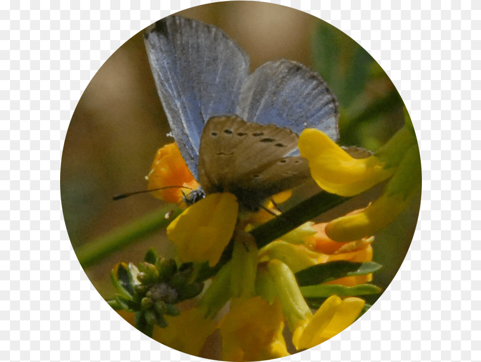 Blue Butterfly Common Blue, Flower, Petal, Plant, Animal Png