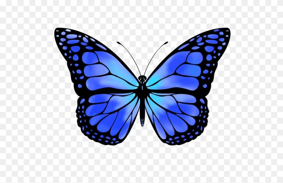Blue Butterfly Free Blue Monarch Butterfly, Animal, Insect, Invertebrate Png Image