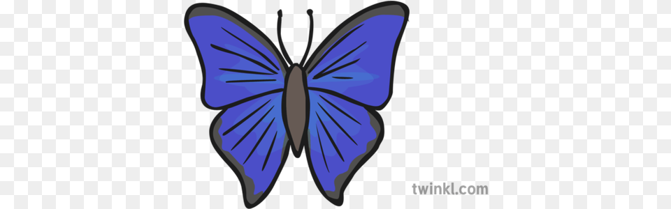 Blue Butterfly Illustration Twinkl Lycaena, Animal, Insect, Invertebrate, Person Png