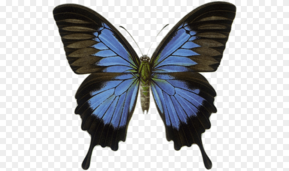 Blue Butterfly Illustration Vintage, Animal, Insect, Invertebrate Free Png