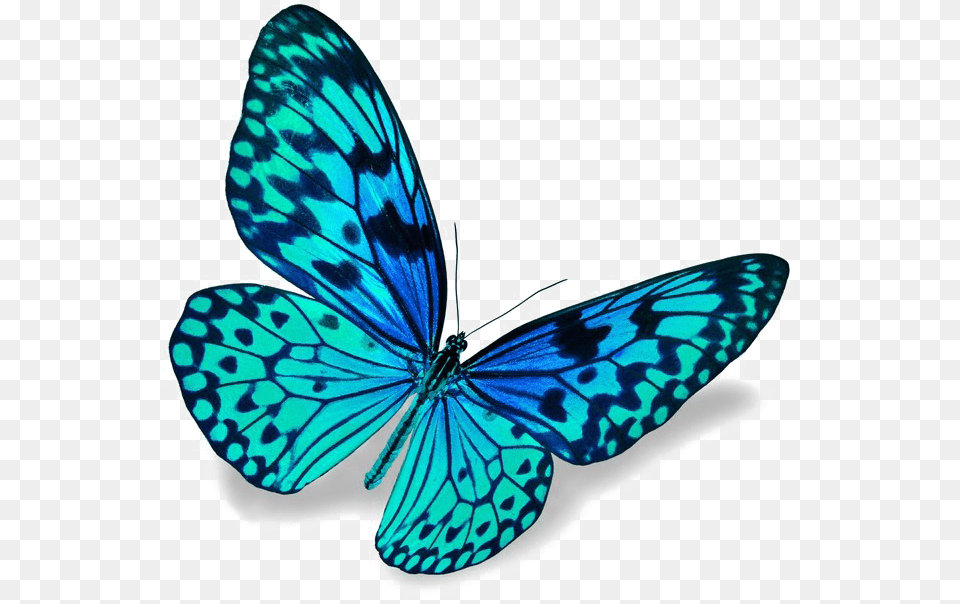 Blue Butterfly Image Blue Butterfly, Animal, Insect, Invertebrate, Reptile Png