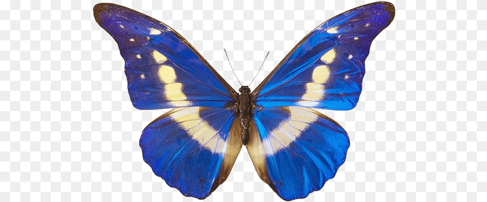 Blue Butterfly White And Blue Butterflies, Animal, Insect, Invertebrate Png Image