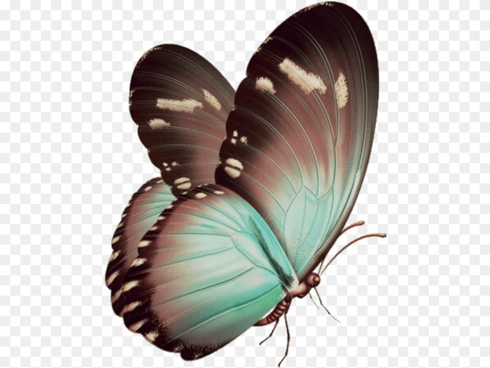 Blue Butterfly Invisible Background Butterfly Papillon, Animal, Insect, Invertebrate Free Png Download