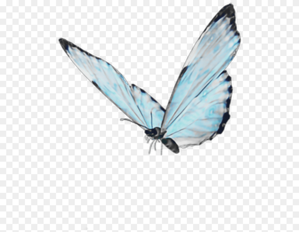 Blue Butterfly Soft Cute Aesthetic Goth Kawaii Android Live Butterfly Wallpaper 3d, Animal, Insect, Invertebrate, Bird Free Png
