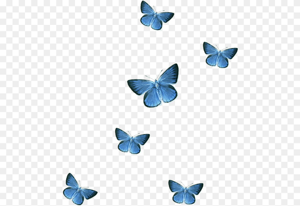 Blue Butterfly Transparent Background, Animal, Insect, Invertebrate Free Png Download