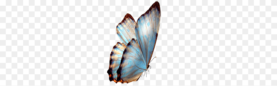 Blue Butterfly Transparent Background, Animal, Insect, Invertebrate Png Image