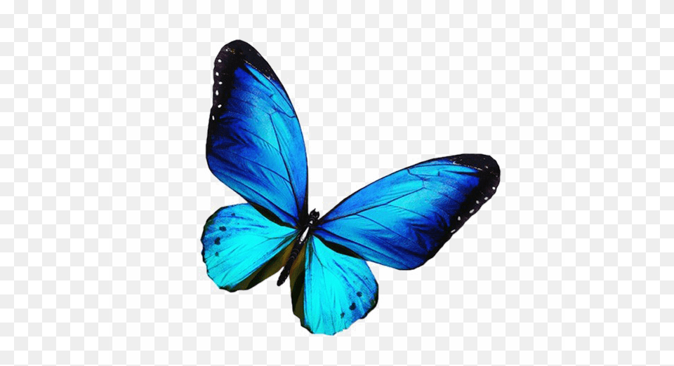 Blue Butterfly Transparent Image Arts, Animal, Insect, Invertebrate Free Png