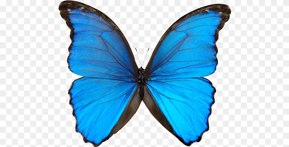 Blue Butterfly Transparent Morpho Butterfly, Animal, Insect, Invertebrate Png Image