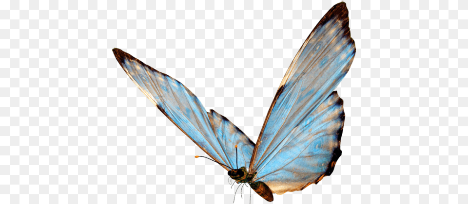 Blue Butterfly Tumblr, Animal, Insect, Invertebrate Free Png Download