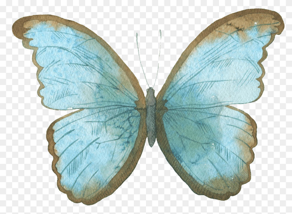 Blue Butterfly Watercolor Transparent Decorative Pattern Butterfly Watercolor, Animal, Insect, Invertebrate Png Image