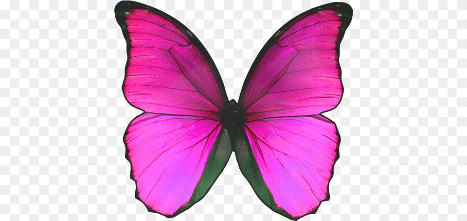 Blue Butterfly With No Background Real Pink And Black Butterfly, Purple, Animal, Insect, Invertebrate Free Png