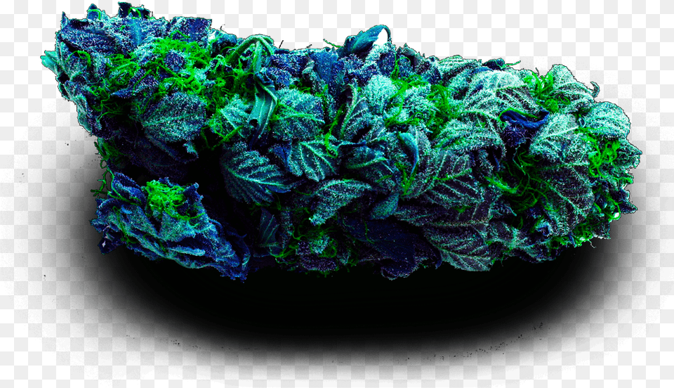 Blue Cannabis Got Bud, Accessories, Sea Life, Sea, Reef Png Image