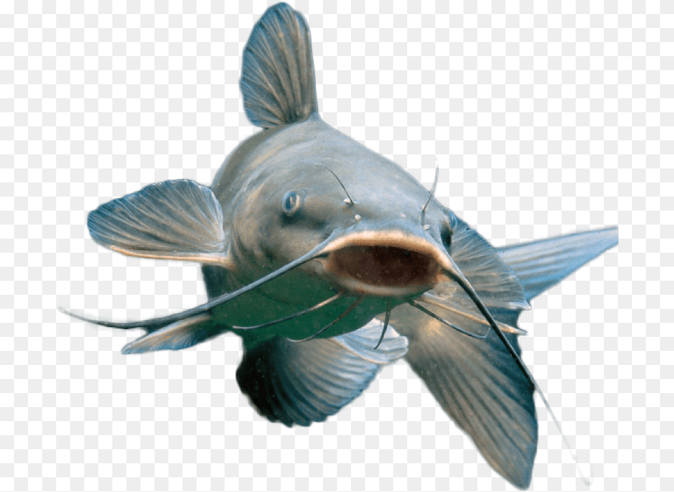 Blue Catfish, Animal, Fish, Sea Life, Aquatic Free Transparent Png