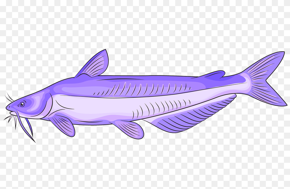 Blue Catfish Clipart, Animal, Sea Life, Fish, Shark Png