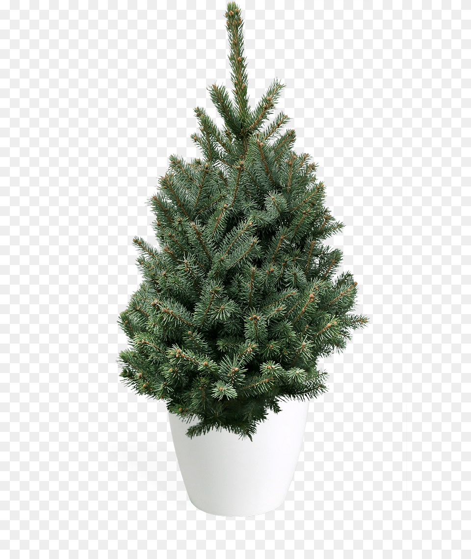 Blue Christmas Tree 3u0027 Living Baby Blue Spruce Artificial Christmas Tree, Conifer, Plant, Pine, Fir Free Png Download
