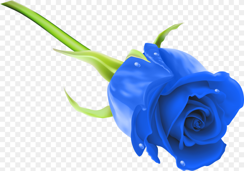 Blue Clip Art Roses Pink Rose Image Hd Png