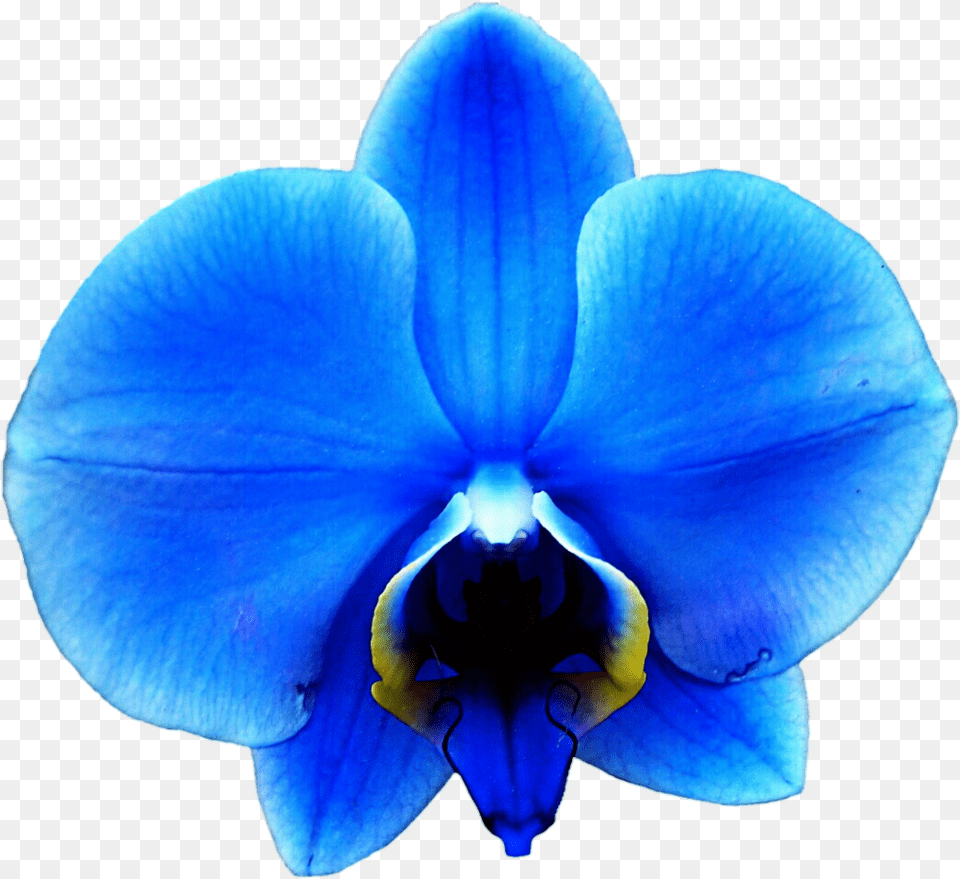 Blue Clipartfest Blue Orchids, Flower, Orchid, Plant Png