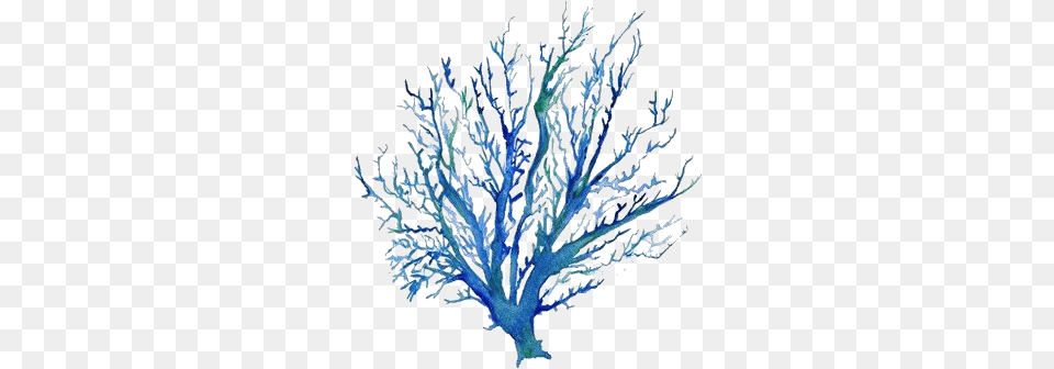 Blue Coral Tree, Plant, Nature, Outdoors, Sea Life Free Png Download