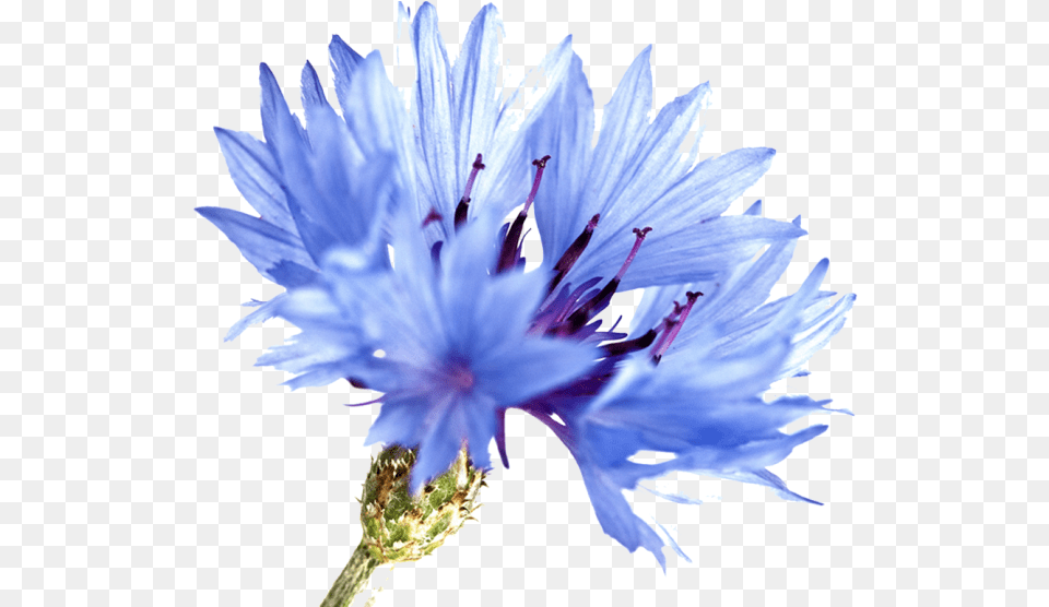 Blue Cornflowers Watercolor Painting, Flower, Plant, Pollen, Daisy Png