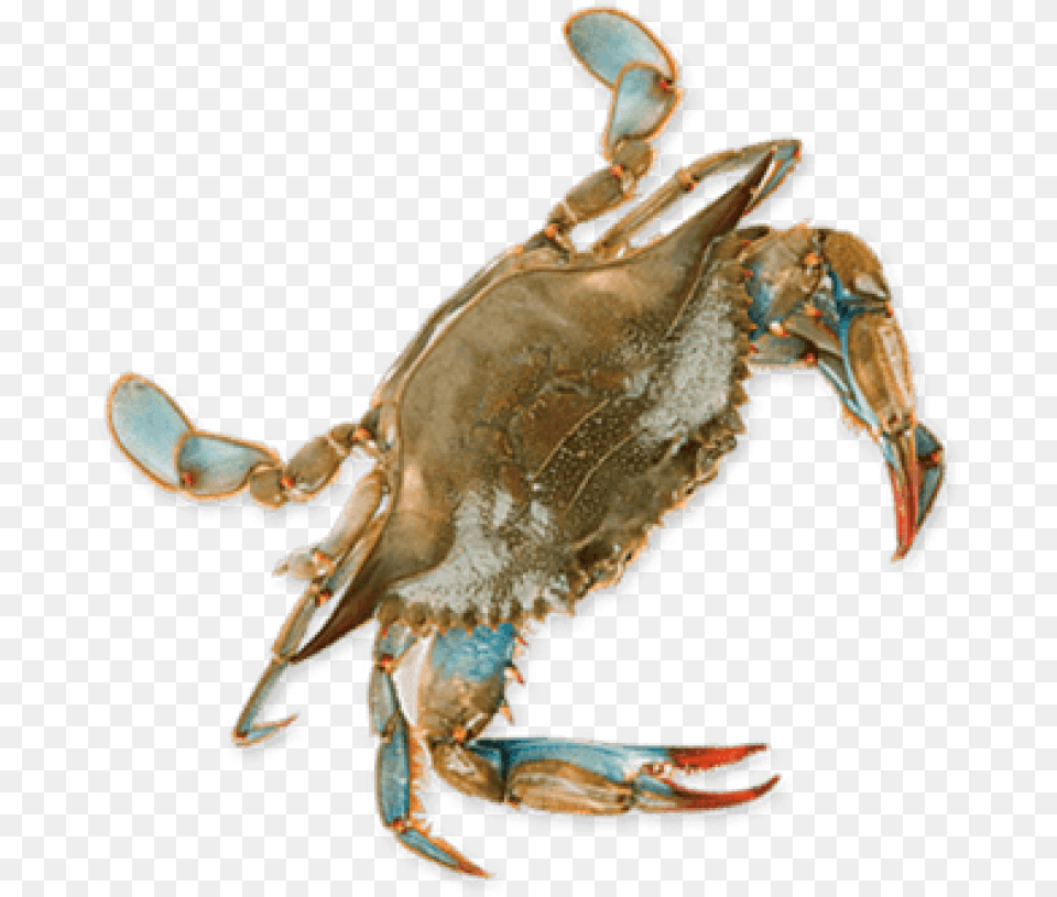 Blue Crab, Animal, Food, Invertebrate, Sea Life Png Image