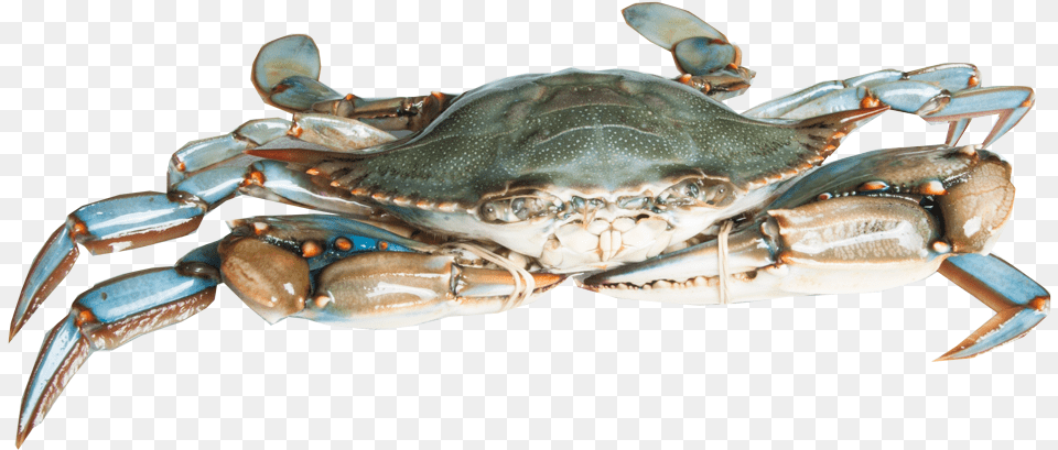 Blue Crab, Animal, Food, Invertebrate, Sea Life Png