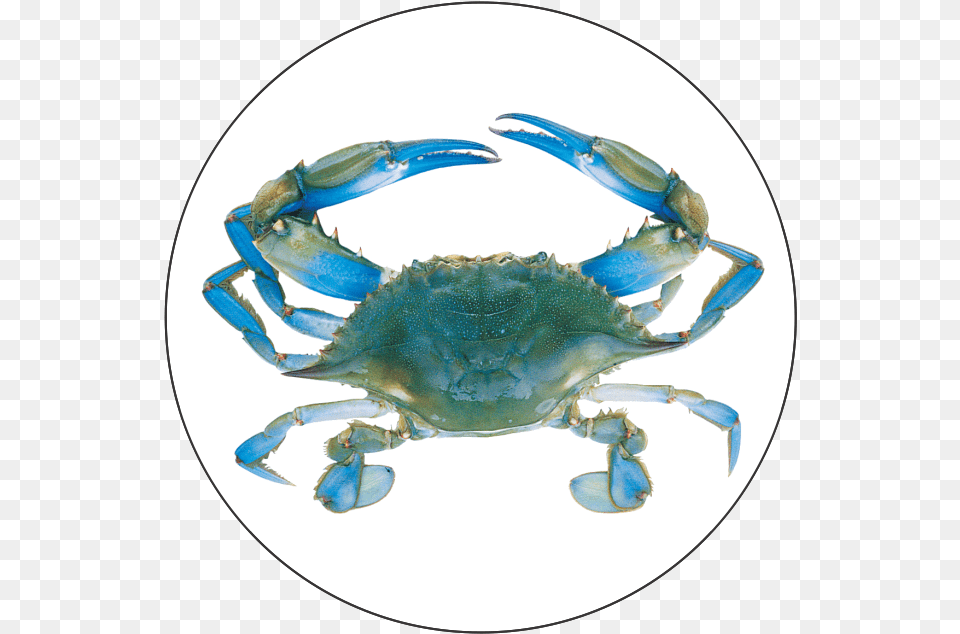 Blue Crab Blue Crab, Animal, Food, Invertebrate, Sea Life Free Png Download