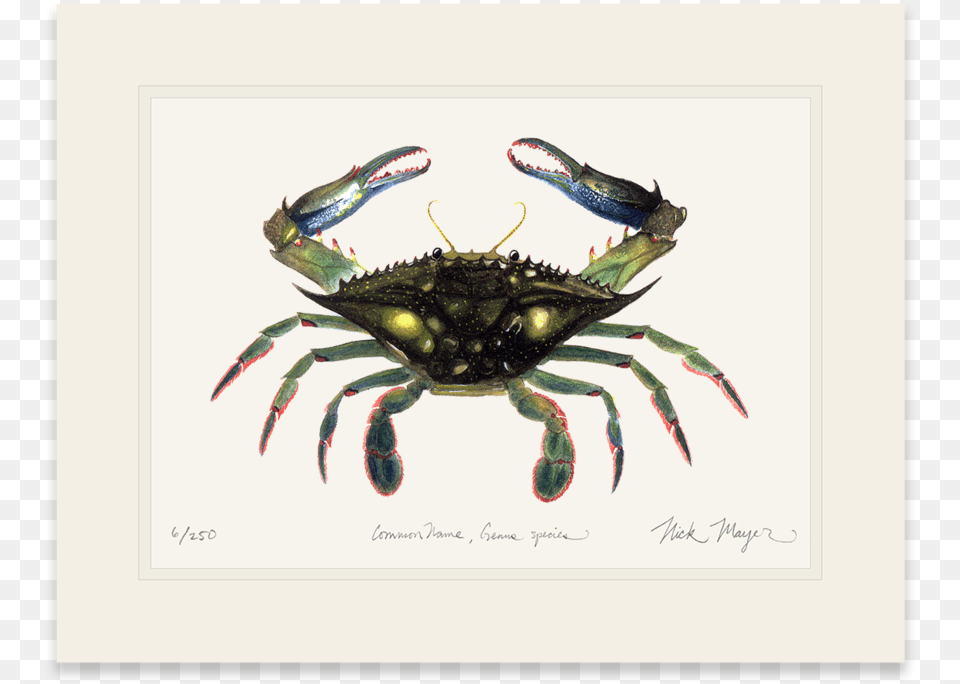 Blue Crab Claws In Dungeness Crab, Food, Seafood, Animal, Invertebrate Png