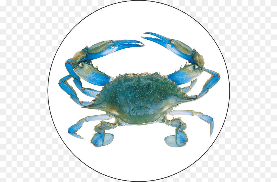 Blue Crab Crab Bib, Animal, Food, Invertebrate, Sea Life Png
