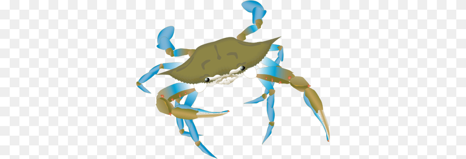 Blue Crab Drawing Blue Crab Vector, Animal, Food, Invertebrate, Sea Life Free Png