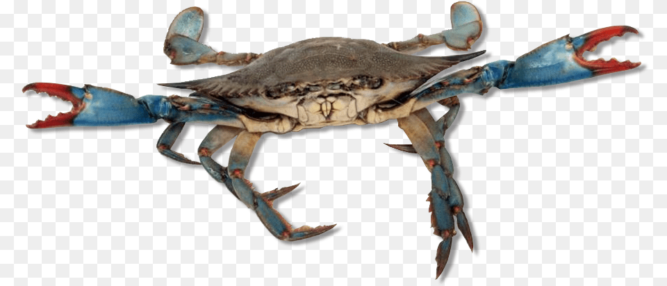 Blue Crab Live Crabs, Animal, Food, Invertebrate, Sea Life Free Png